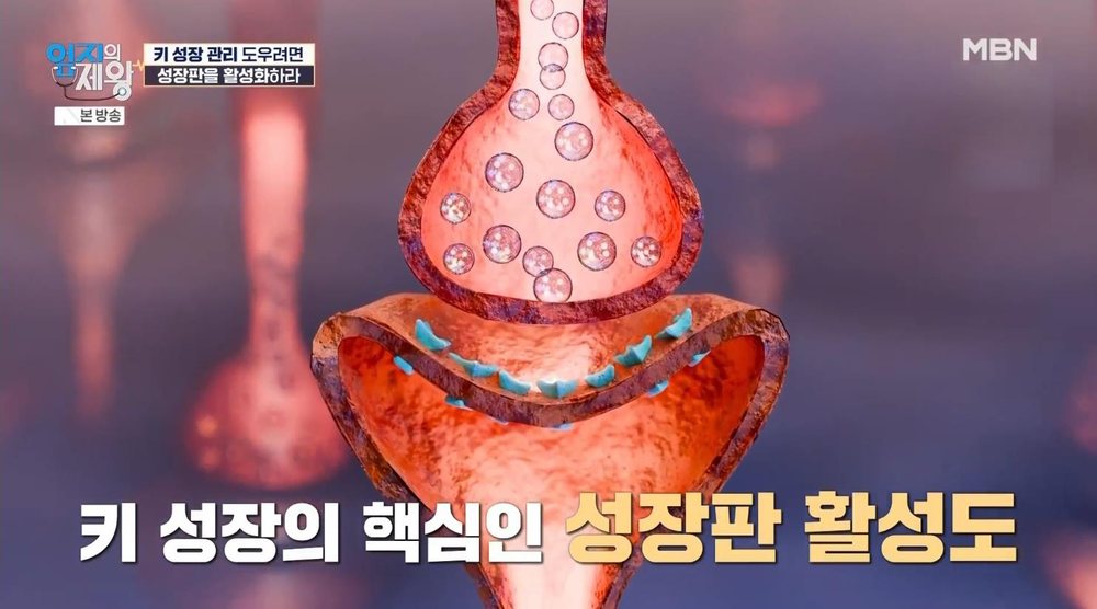 MBN 엄지의 제왕 673회 — 키 성장의 핵심인 성장판 활성도